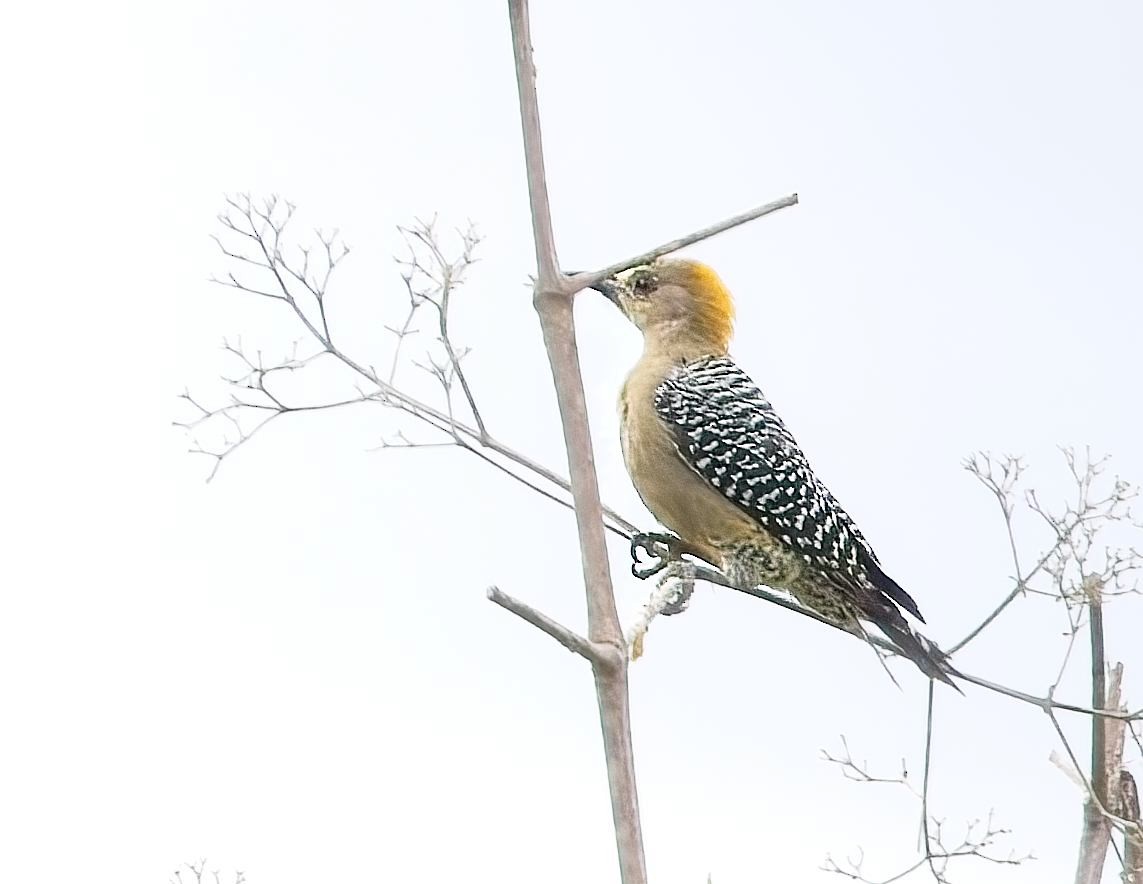Hoffmann's Woodpecker - ML647244120
