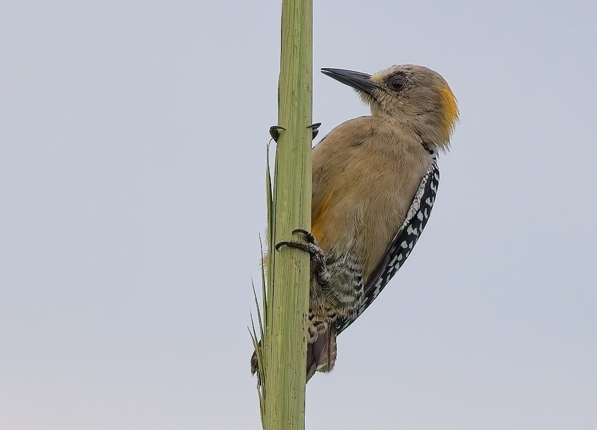 Hoffmann's Woodpecker - ML647244121