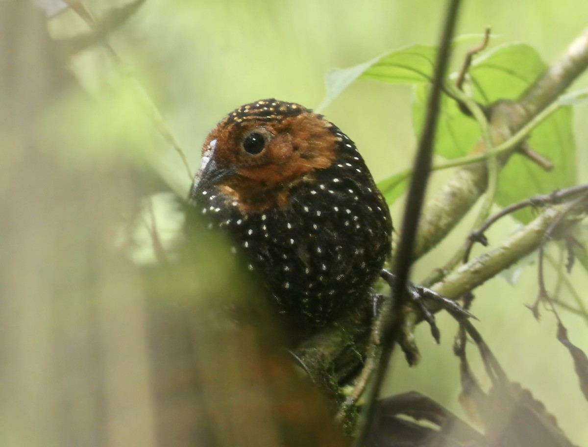 Глазчатый тапакуло - ML647244124