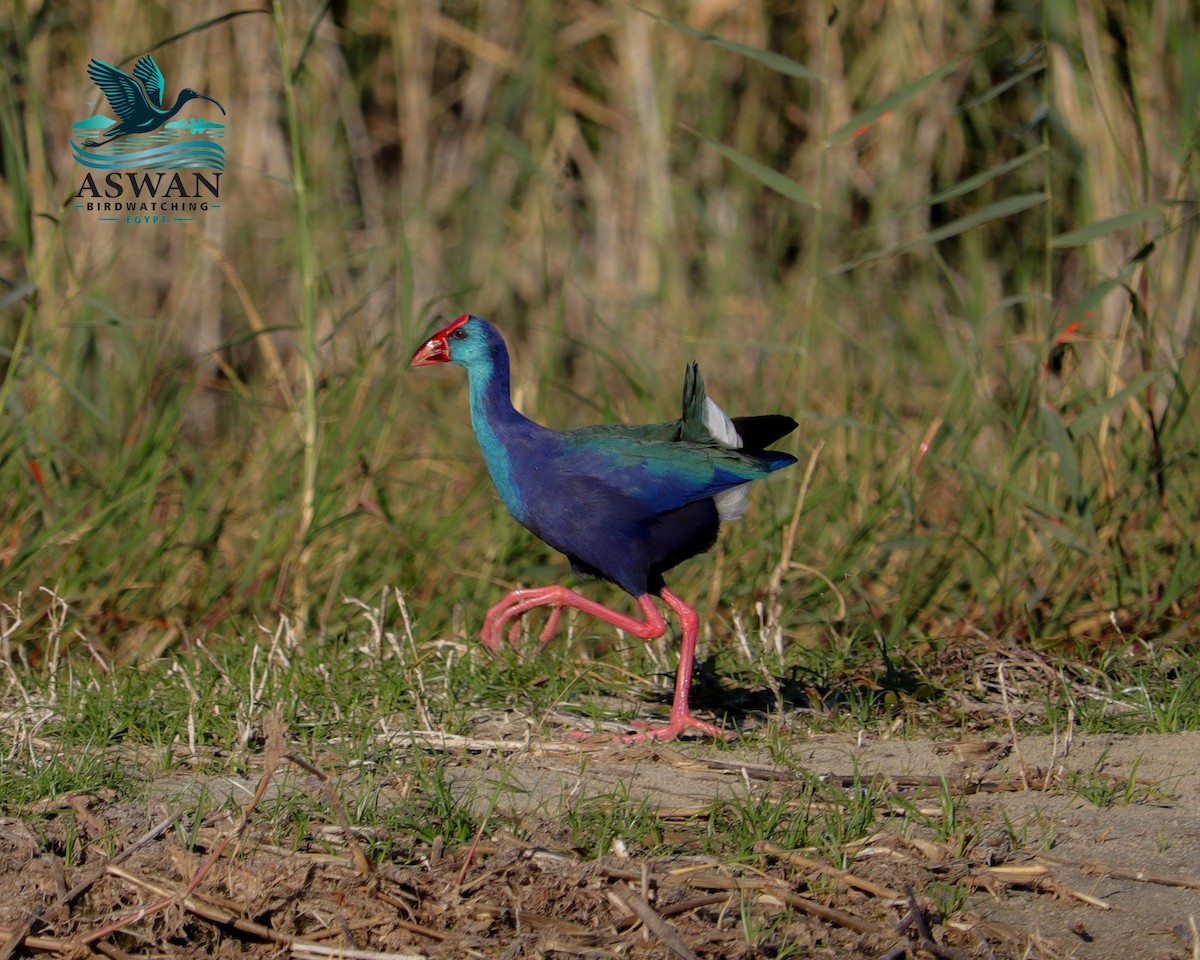 Pollo sultano dorsoverde - ML647244125