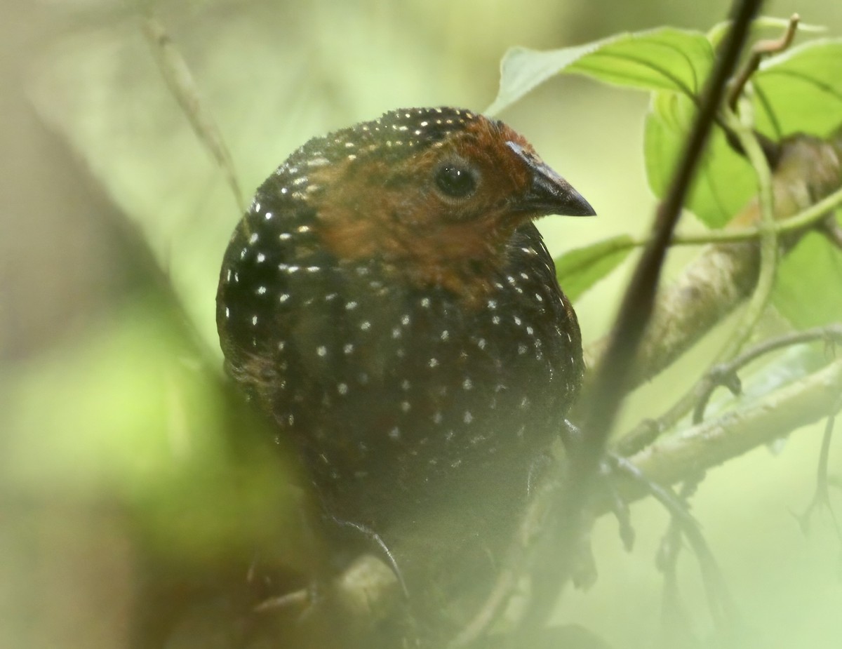 Глазчатый тапакуло - ML647244129