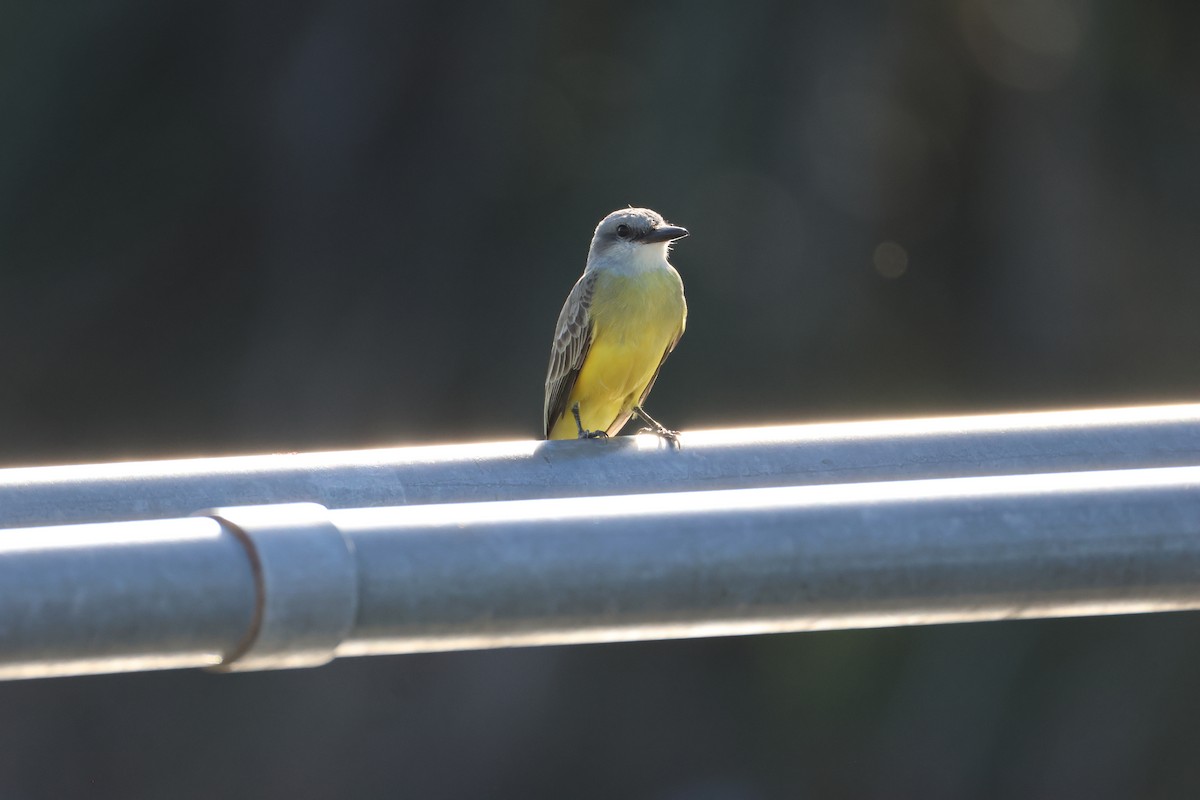 Tropical Kingbird - ML647244148