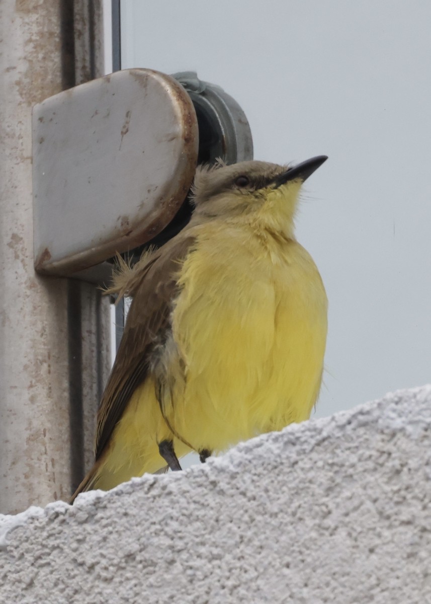 Cattle Tyrant - ML647244149