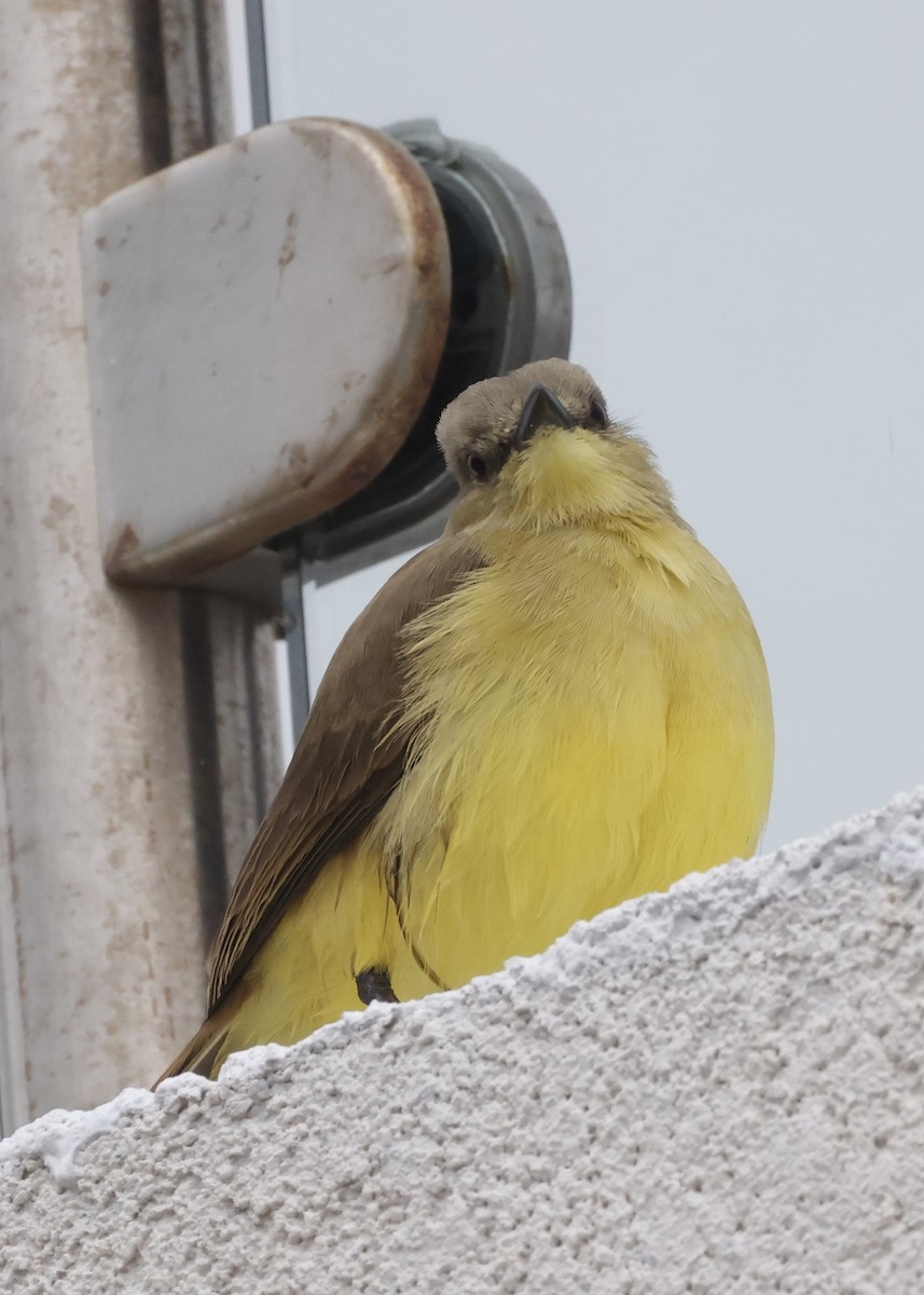 Cattle Tyrant - ML647244150