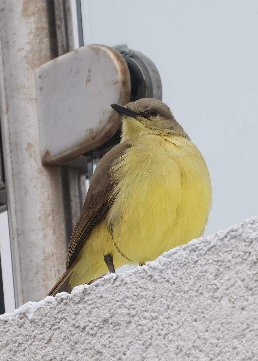 Cattle Tyrant - ML647244151