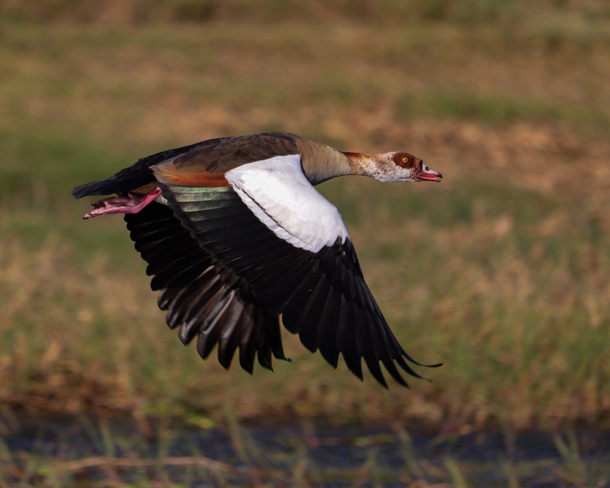 Oca egiziana - ML647244154