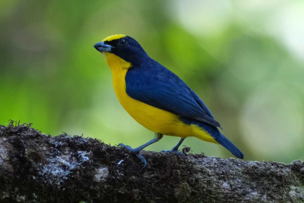 Thick-billed Euphonia - ML647244157