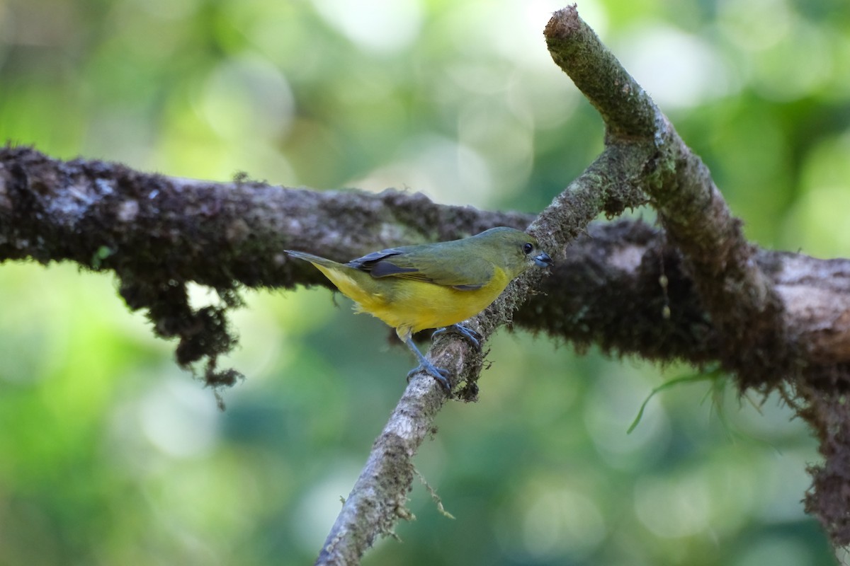 Thick-billed Euphonia - ML647244158