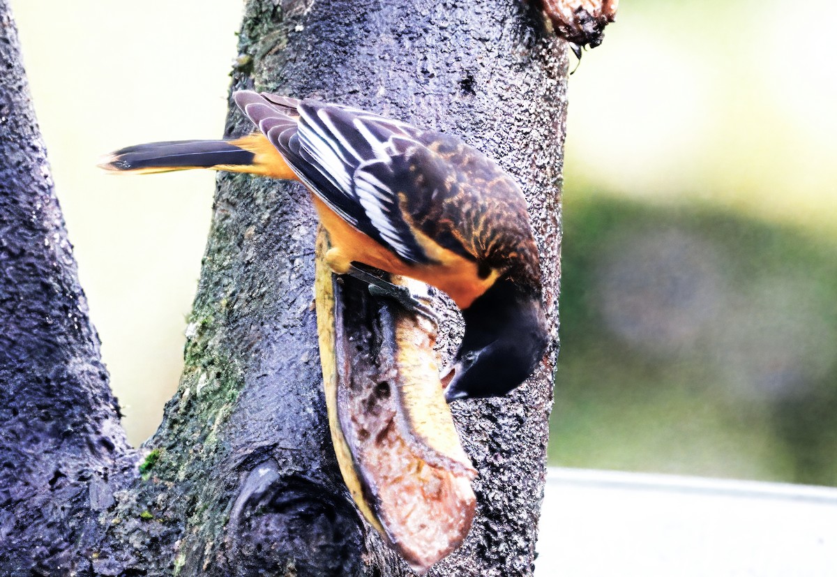 ボルチモアムクドリモドキ - ML647244159