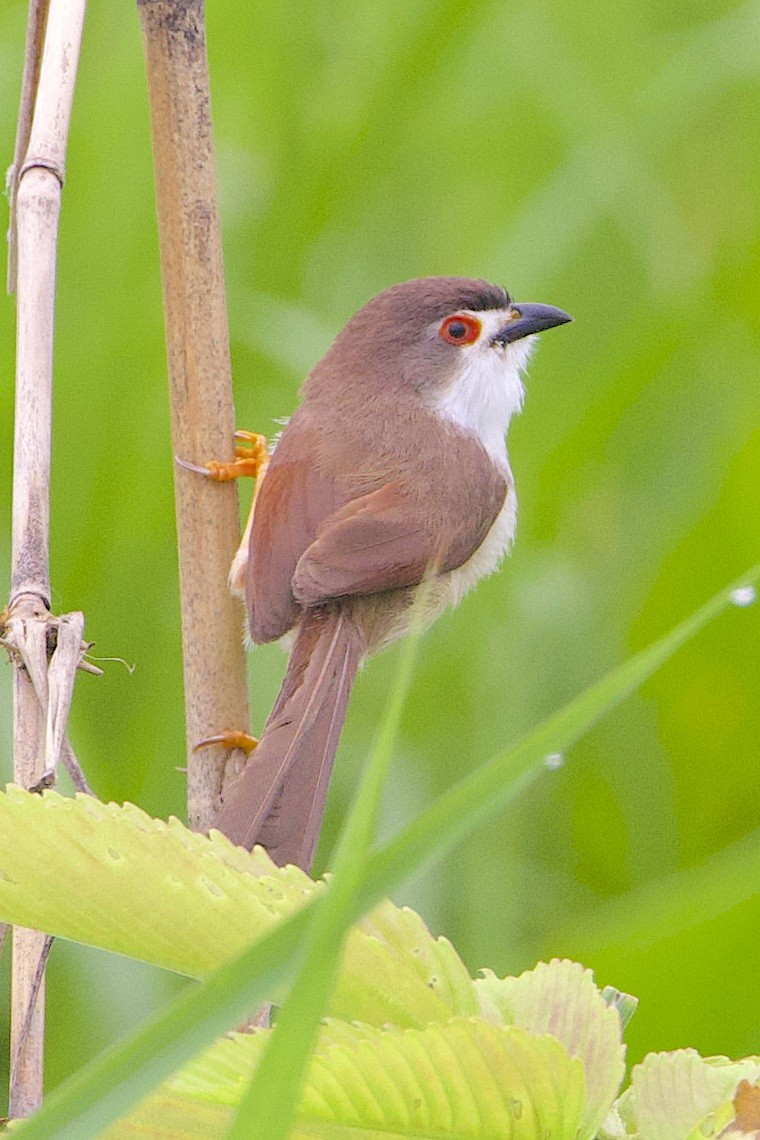 Yellow-eyed Babbler - ML647244172
