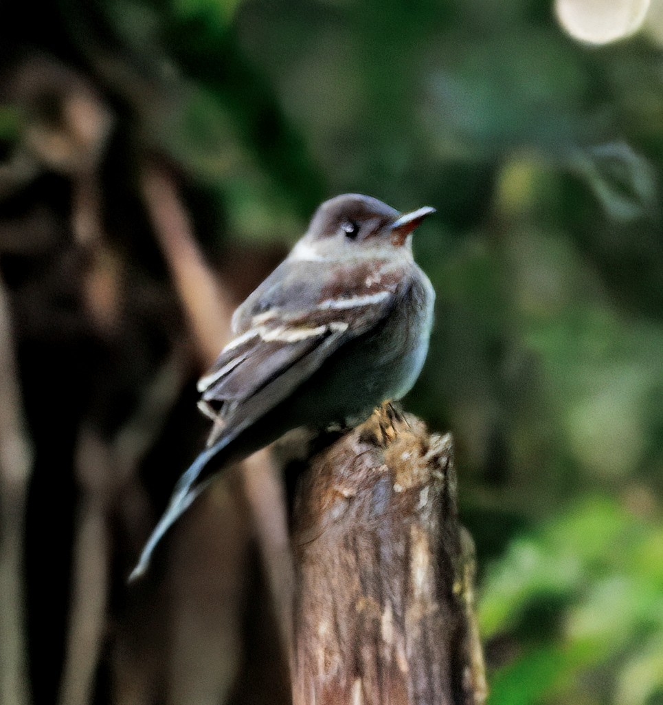 Восточный пиви - ML647244192