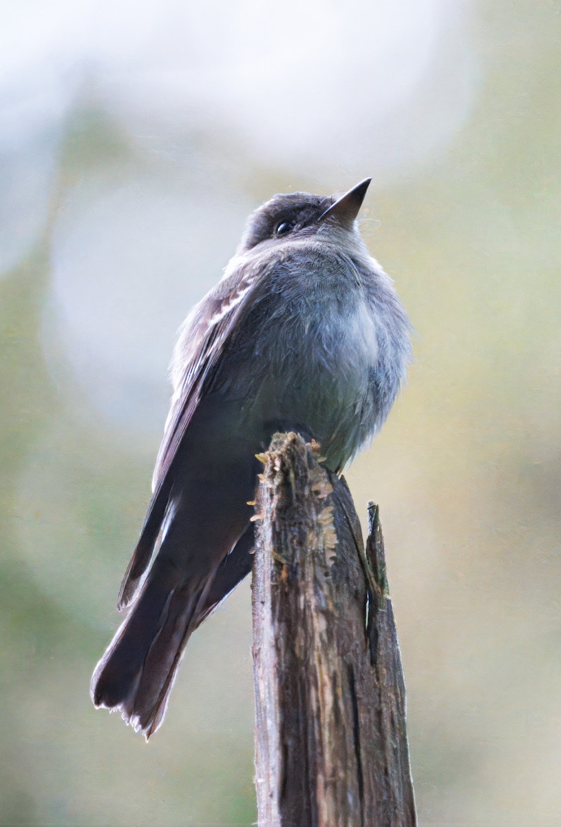 Восточный пиви - ML647244194