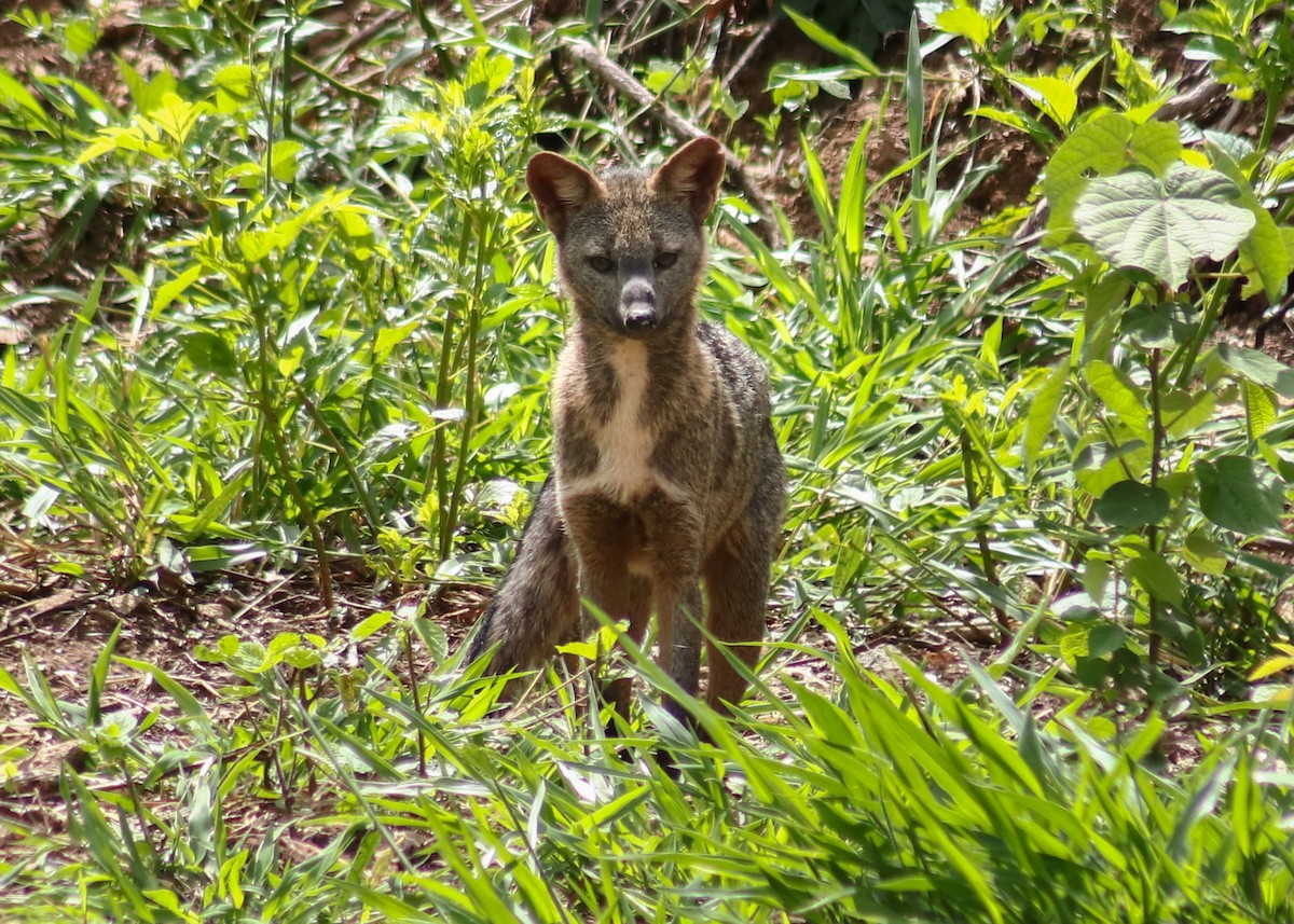 Mammals - ML647244204