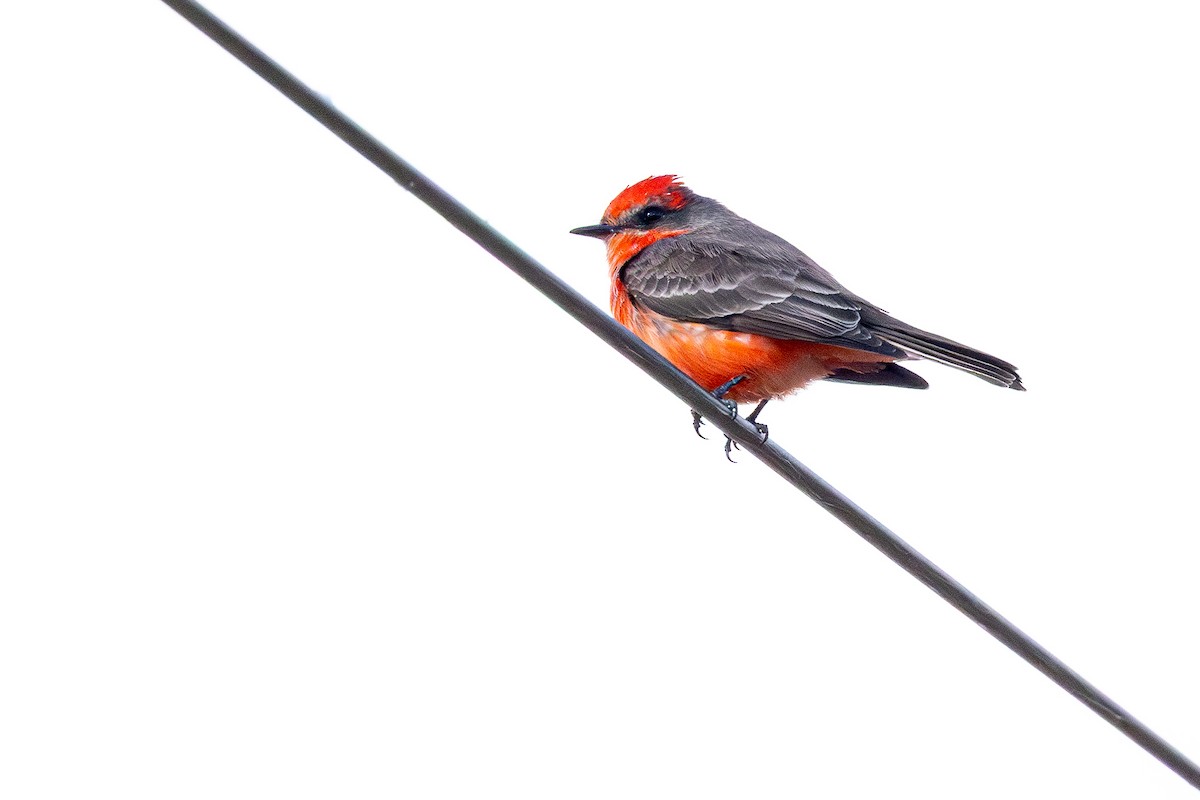 ベニタイランチョウ - ML647244205