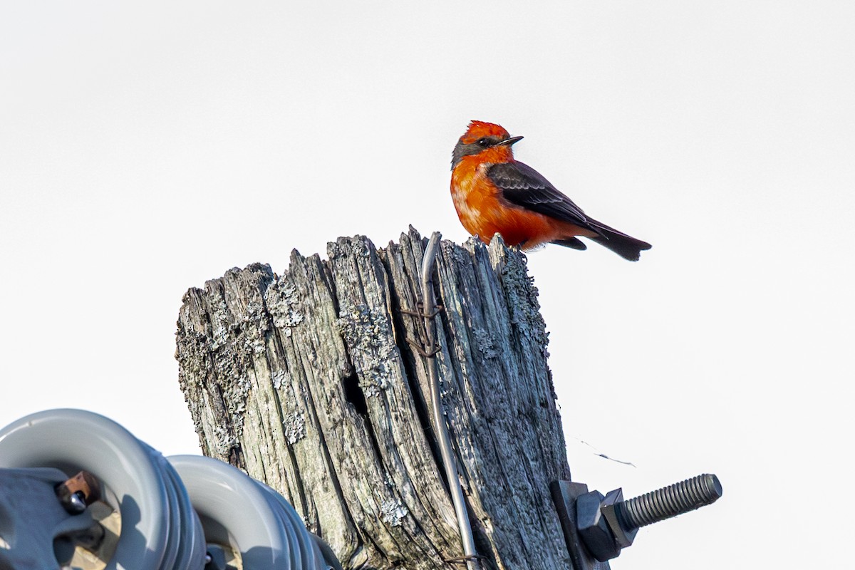 ベニタイランチョウ - ML647244206