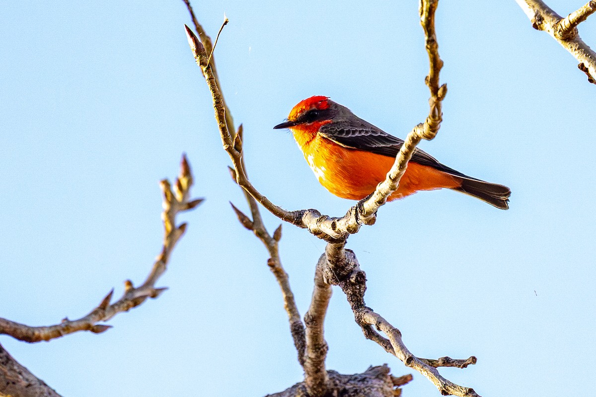 ベニタイランチョウ - ML647244209