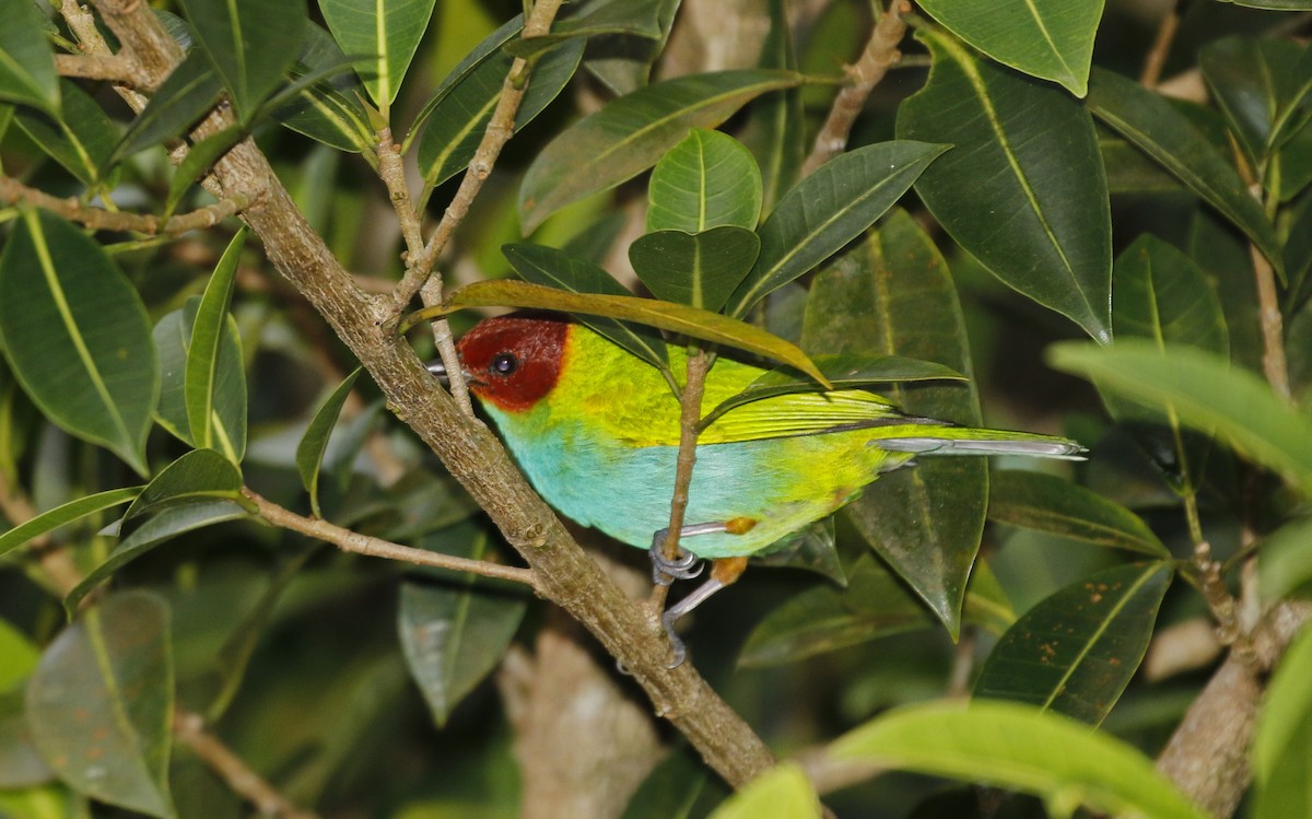 Tangara Cabecibaya - ML647244213