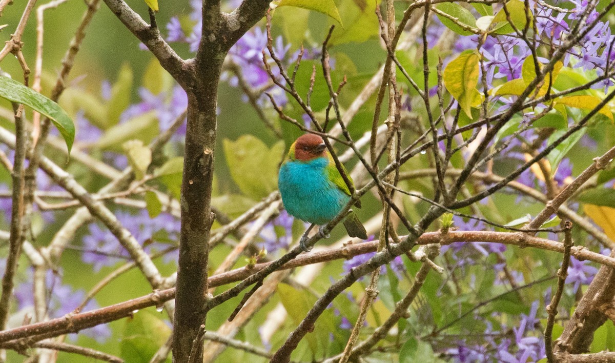 Tangara Cabecibaya - ML647244214