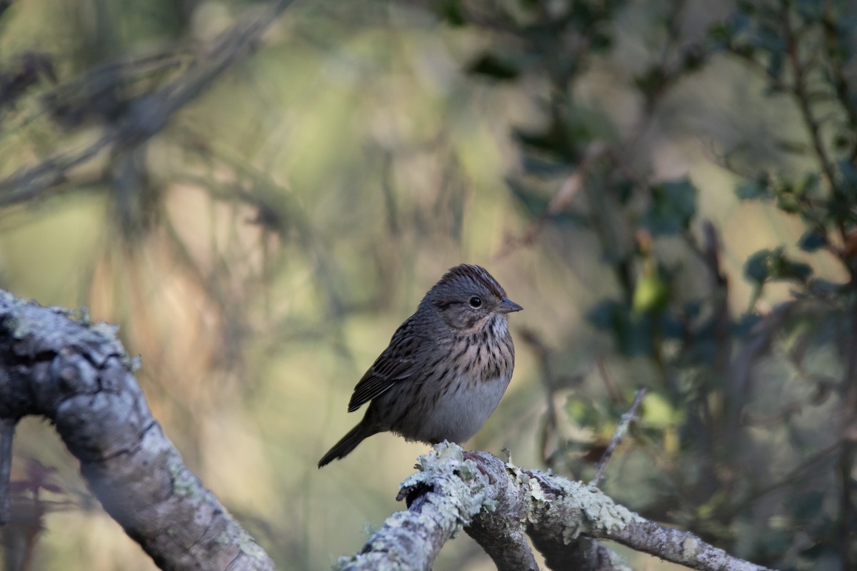 Lincoln's Sparrow - ML647244224