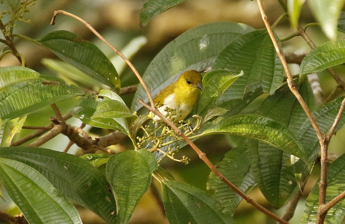 Black-and-yellow Tanager - ML647244230