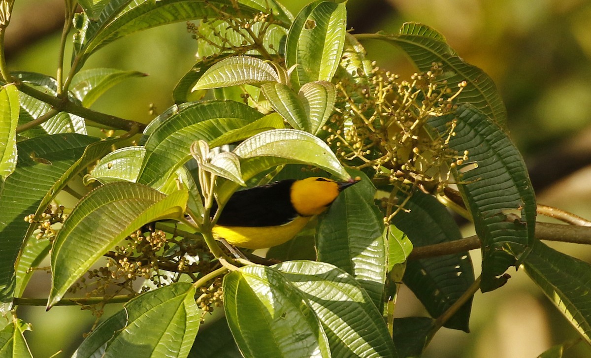 Black-and-yellow Tanager - ML647244231