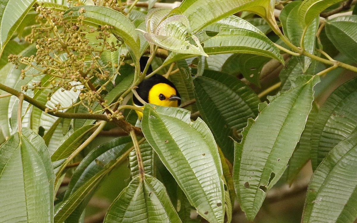 Black-and-yellow Tanager - ML647244232