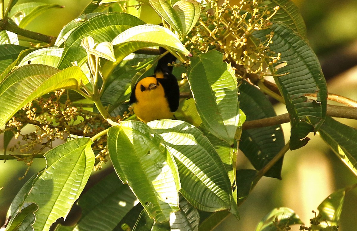Black-and-yellow Tanager - ML647244233
