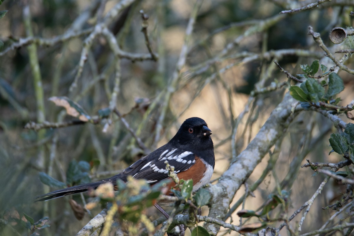 Spotted Towhee - ML647244235