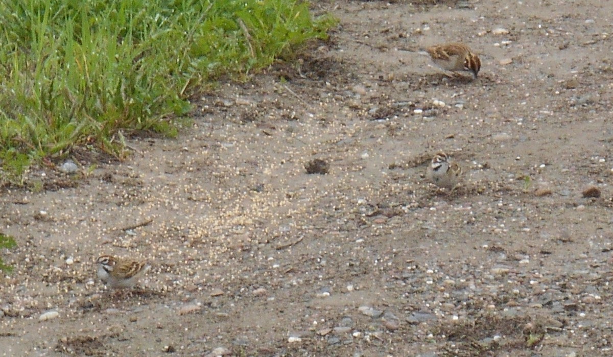 Chingolo Arlequín - ML647244254