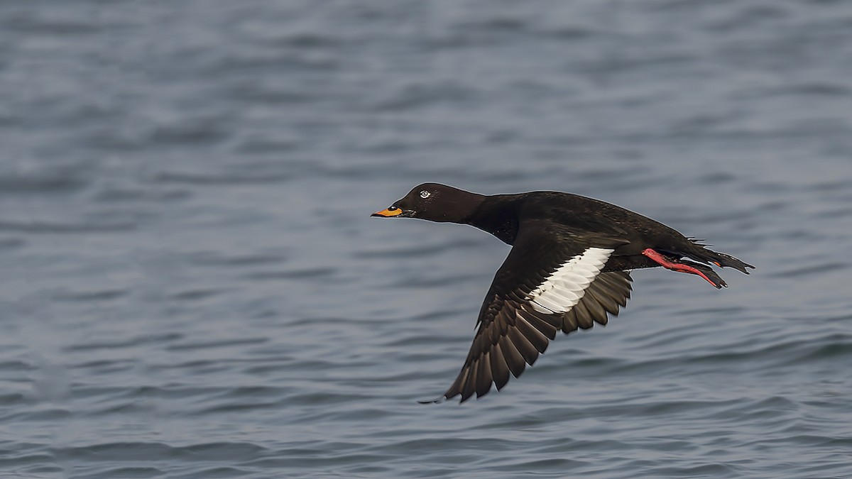 sjøorre - ML647244274