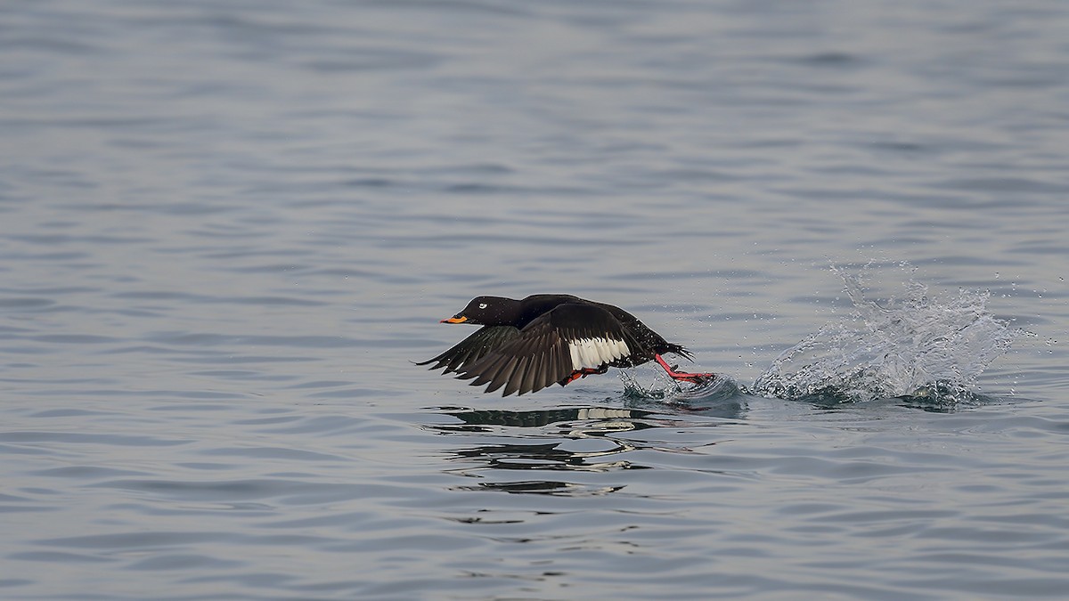 sjøorre - ML647244275