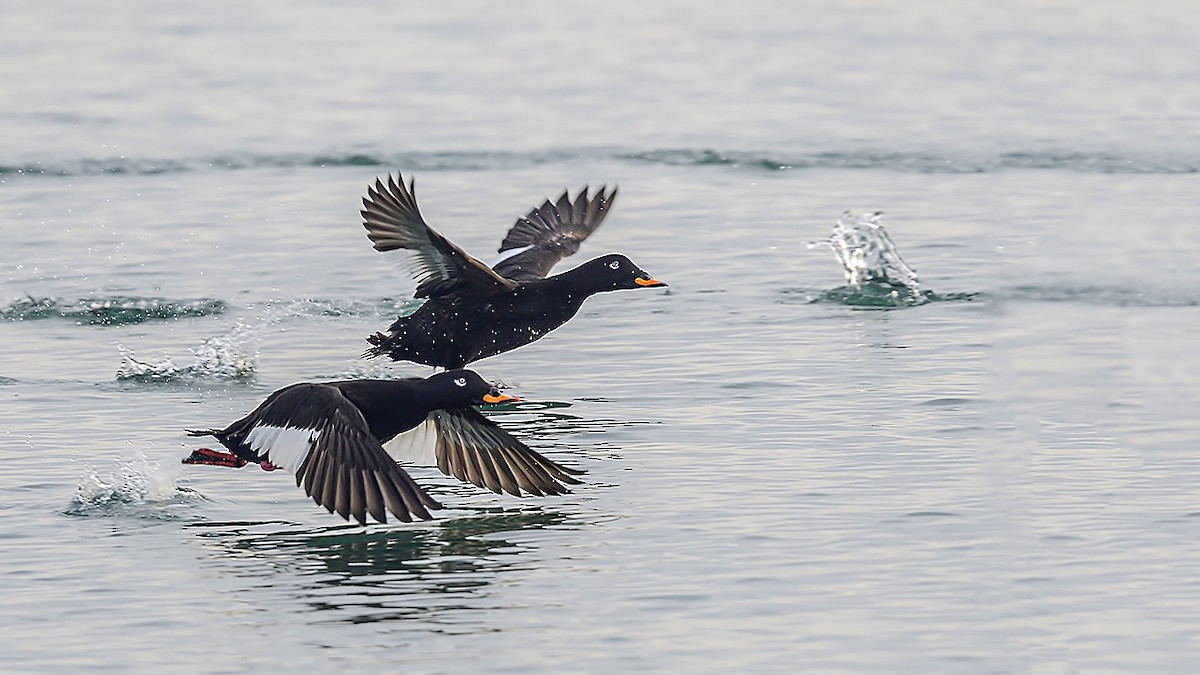 sjøorre - ML647244277