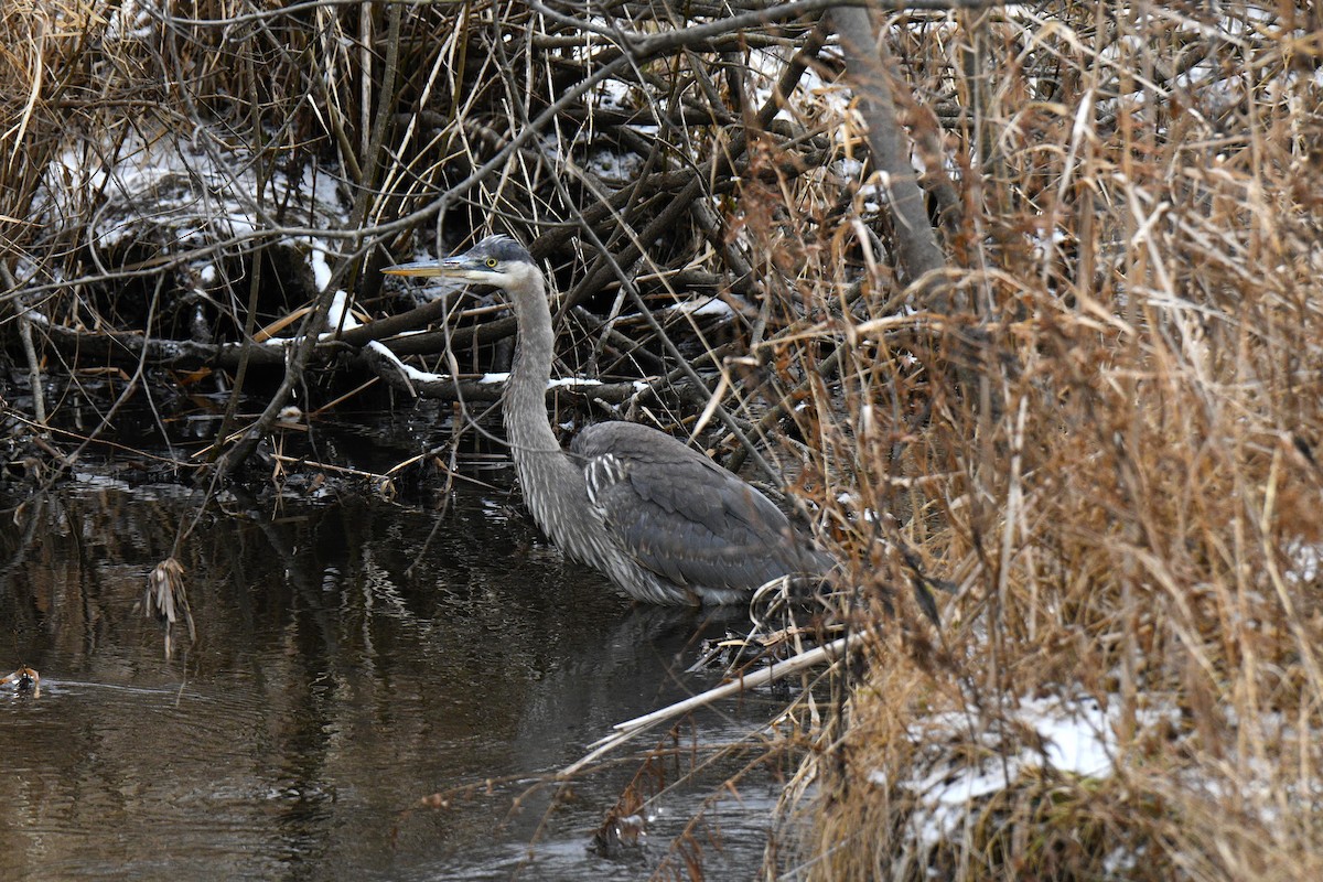 Kanadareiher - ML647244278