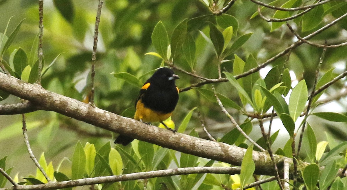 Black-cowled Oriole - ML647244286