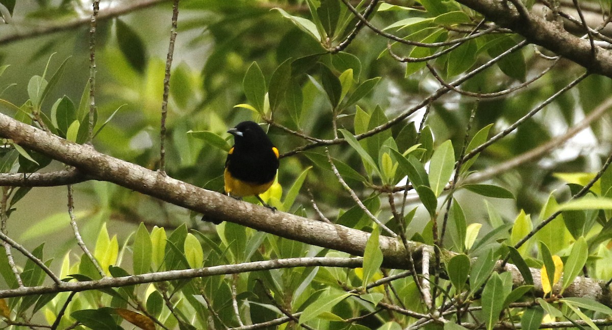 Black-cowled Oriole - ML647244287