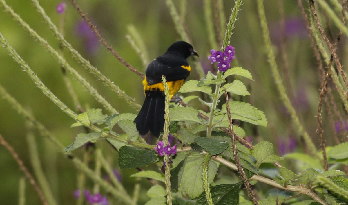 Black-cowled Oriole - ML647244288