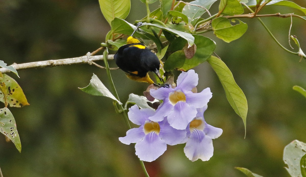Black-cowled Oriole - ML647244289
