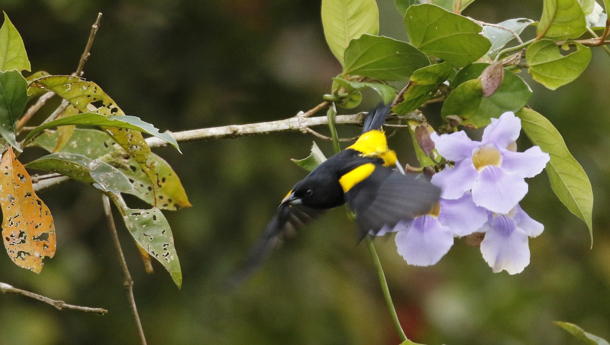 Black-cowled Oriole - ML647244290