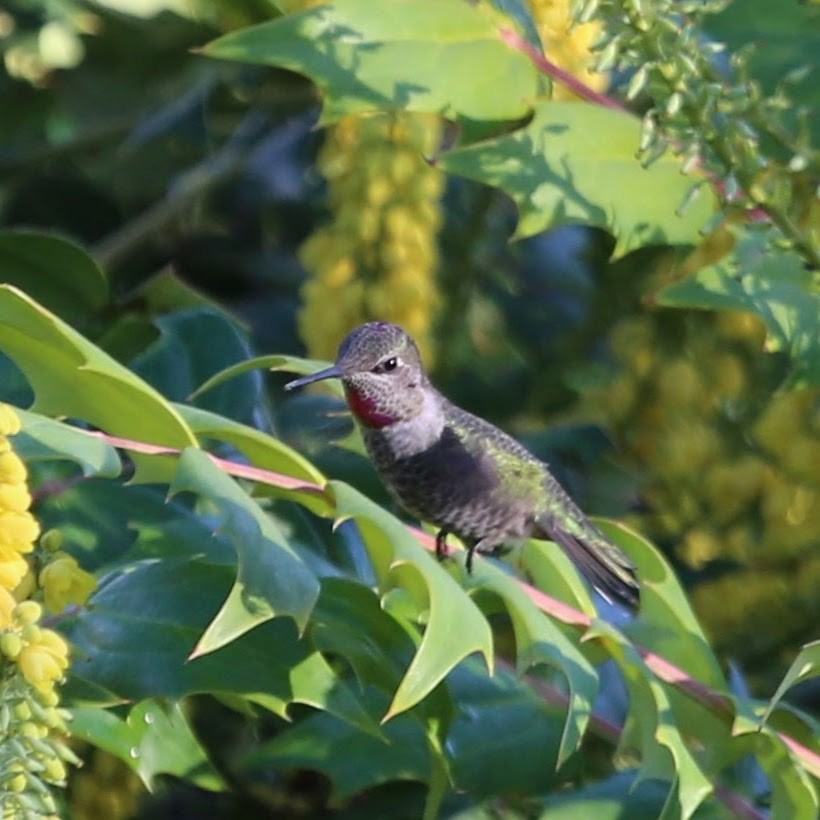 Anna's Hummingbird - ML647244293