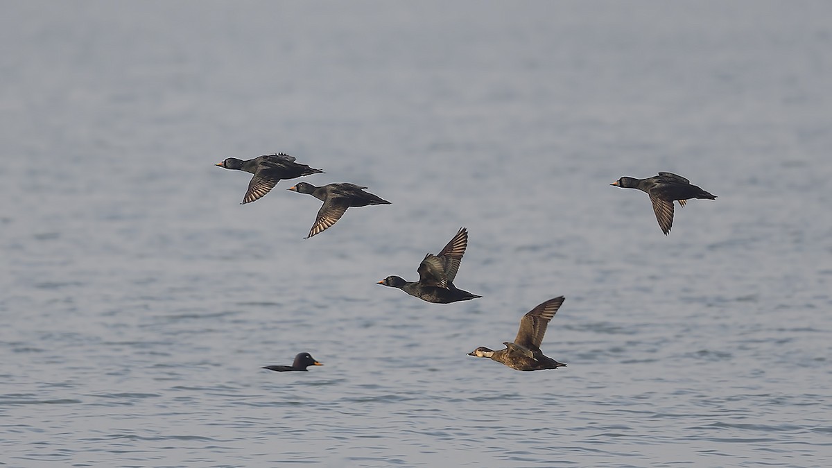 svartand - ML647244304