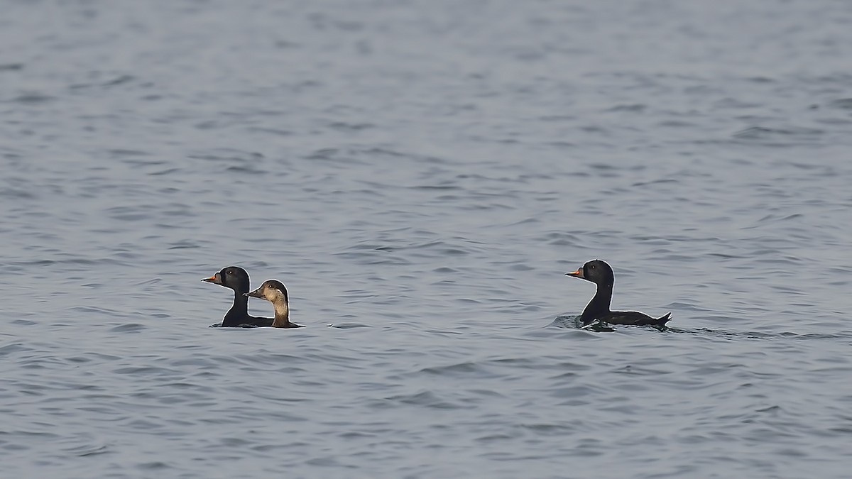 svartand - ML647244306