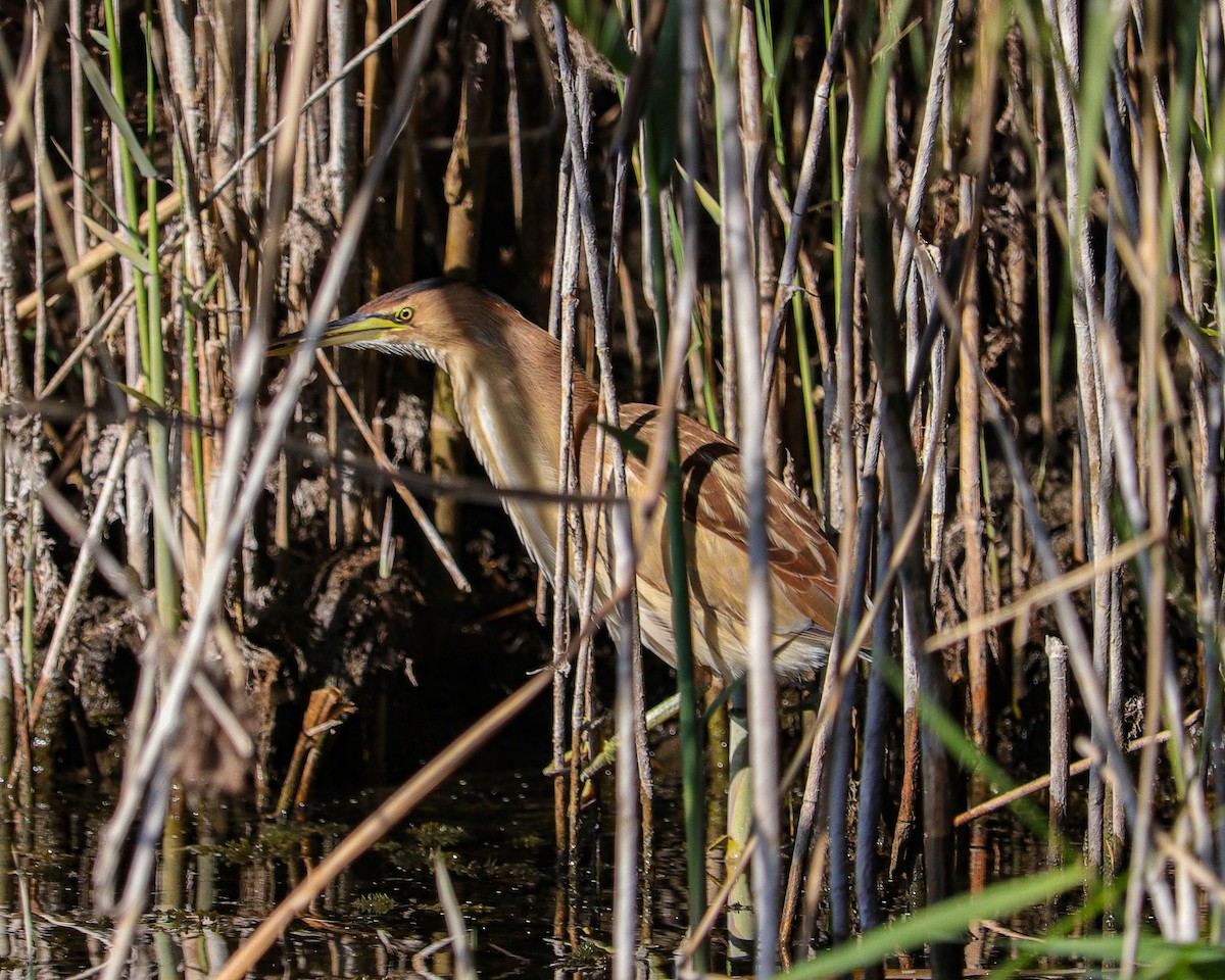 Tarabusino - ML647244318