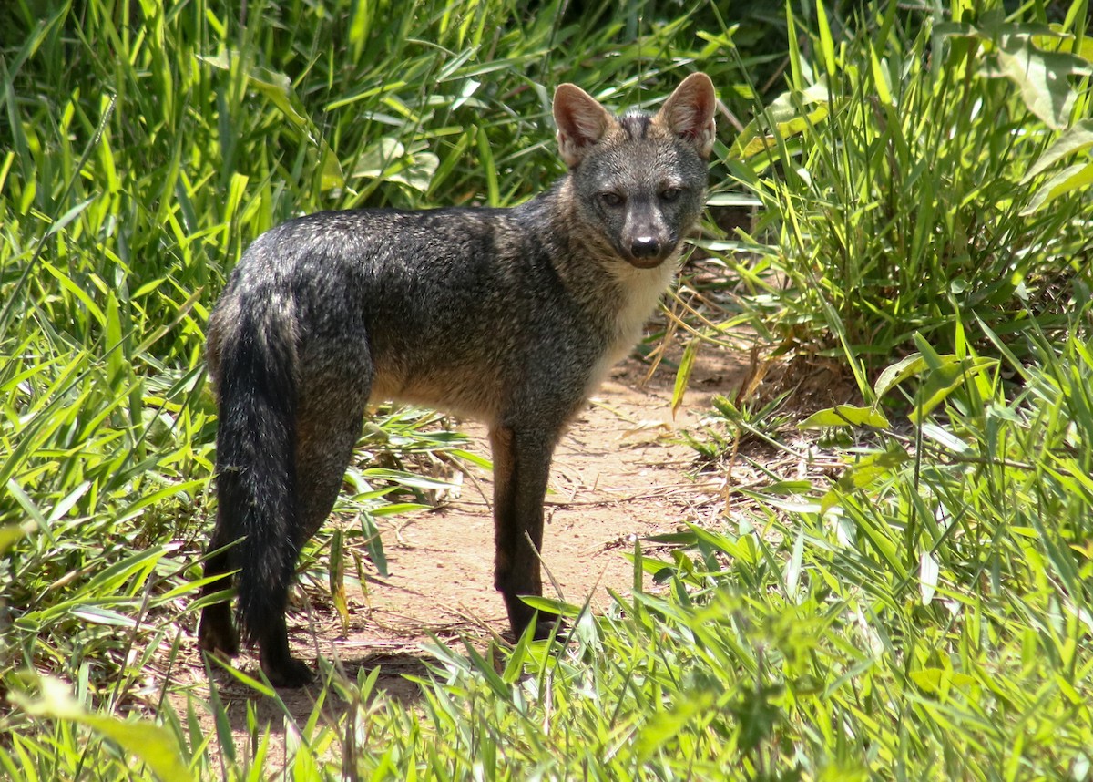 Crab-eating Fox - ML647244321