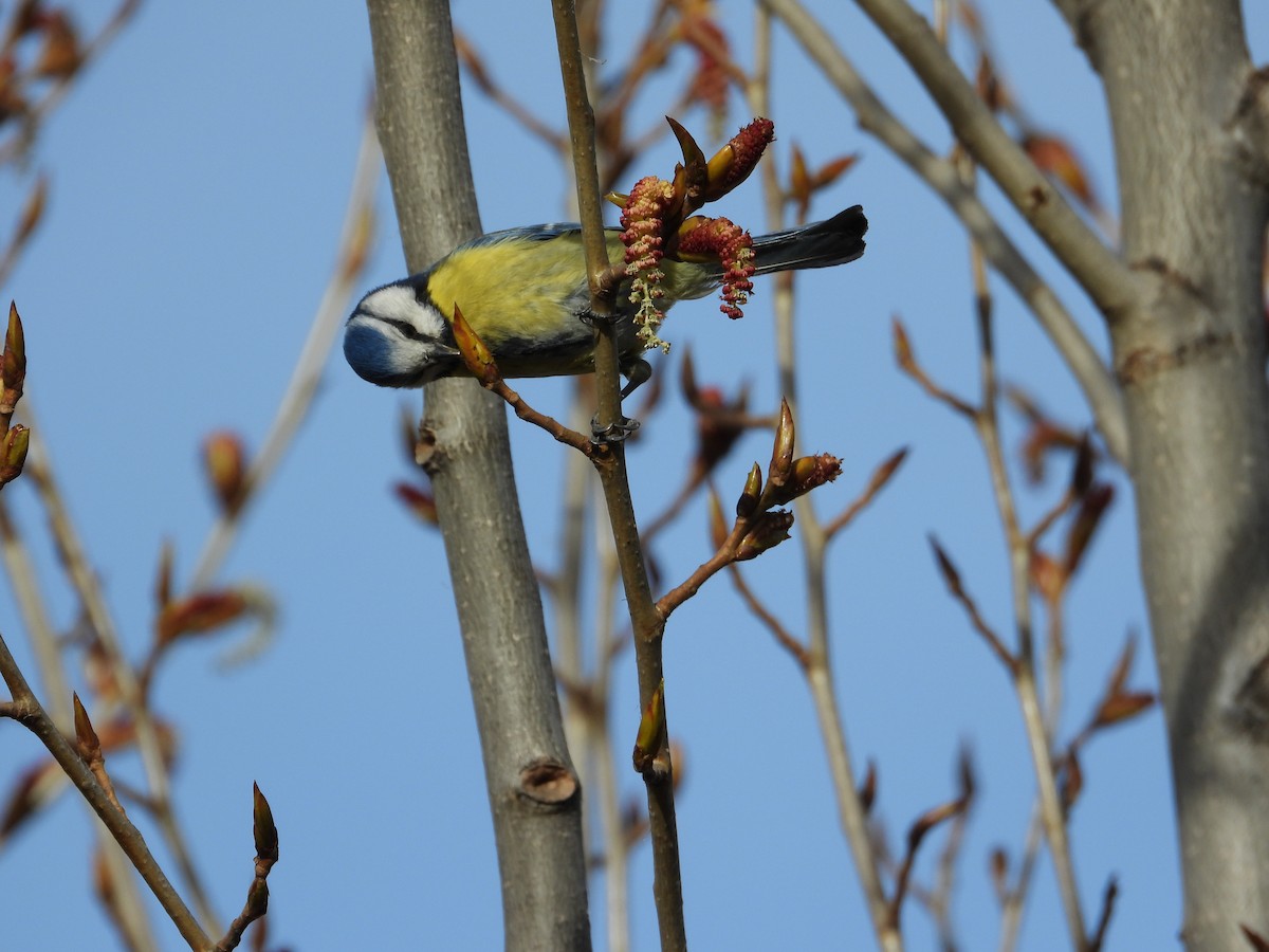Herrerillo Común - ML647244322