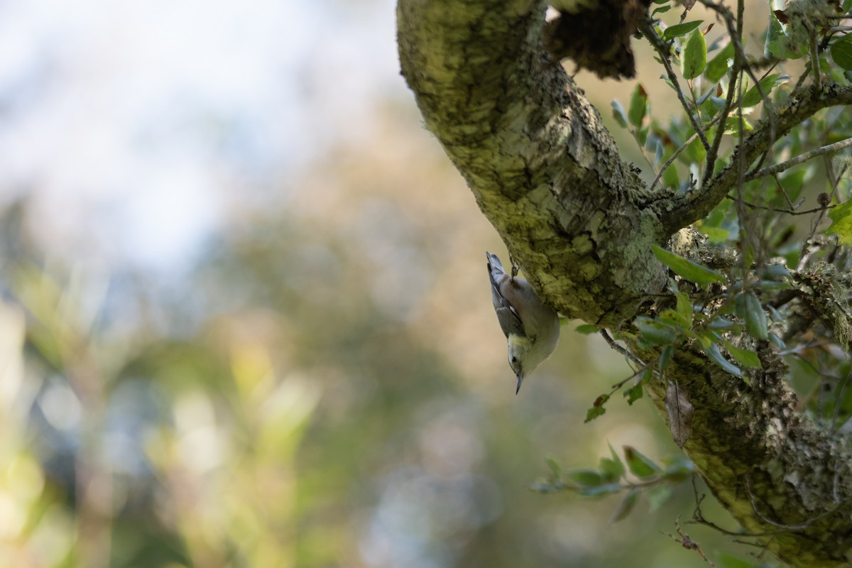 White-breasted Nuthatch - ML647244325