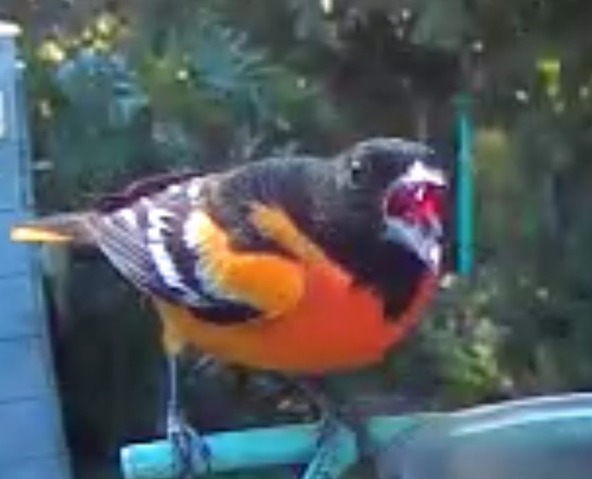 ボルチモアムクドリモドキ - ML647244330