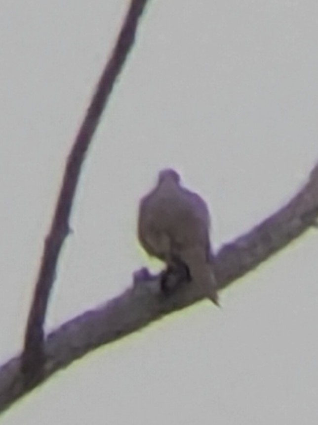 Mourning Dove - ML647244340