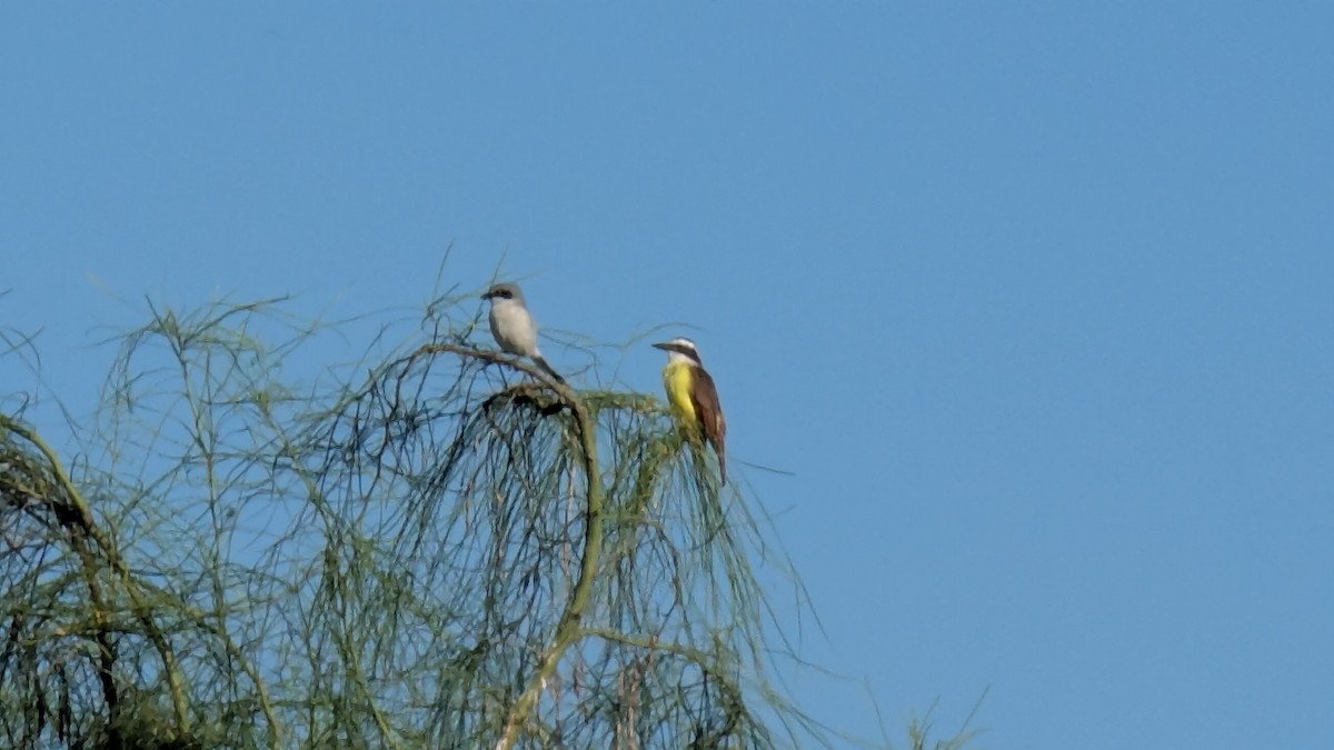 Great Kiskadee - ML647244341
