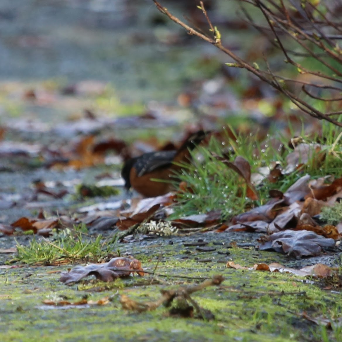 Spotted Towhee - ML647244342