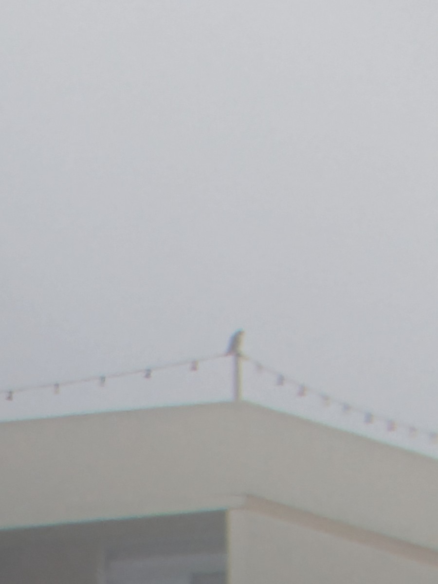 Peregrine Falcon - ML647244345